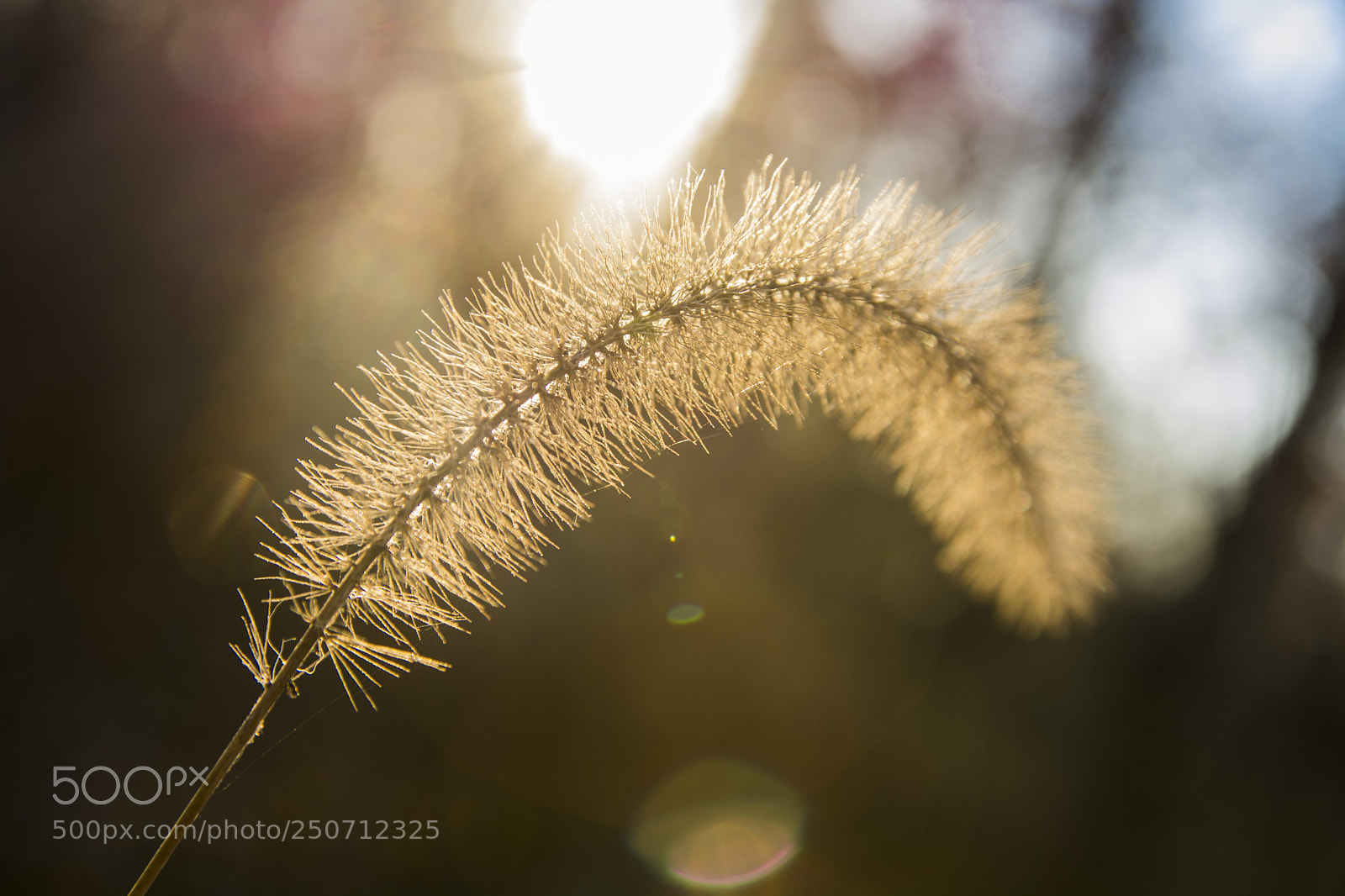 Nikon D7100 sample photo. Fuzzies photography