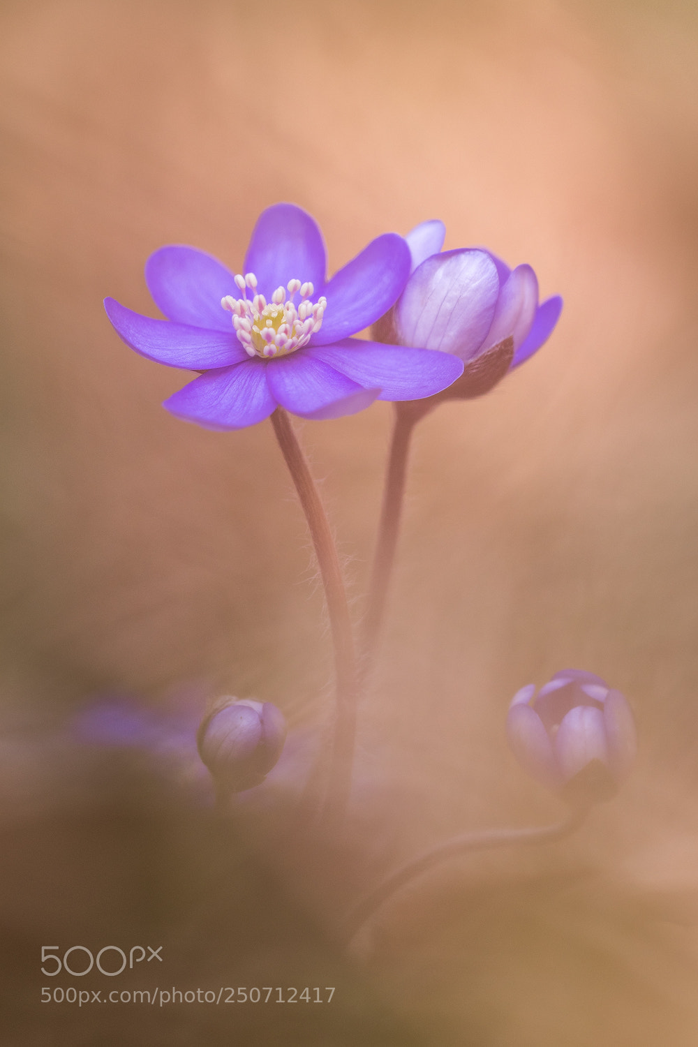Canon EOS M5 sample photo. Anemone hepatica photography