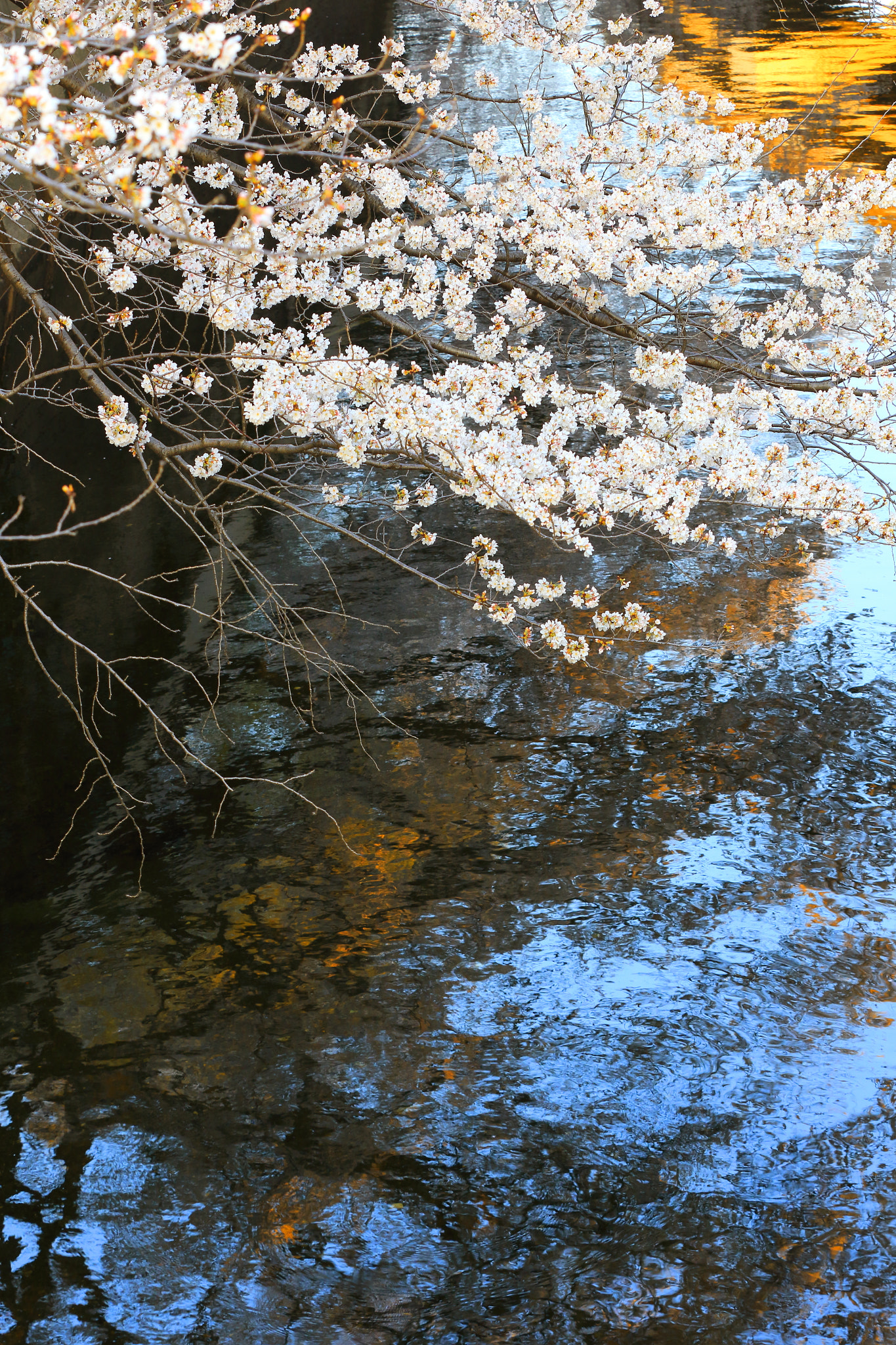 Canon EOS 7D Mark II sample photo. Cherry blossoms photography