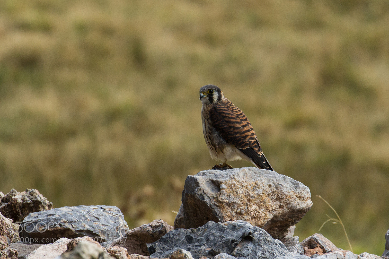 Canon EOS 7D sample photo. Cusco kestrel 1 photography