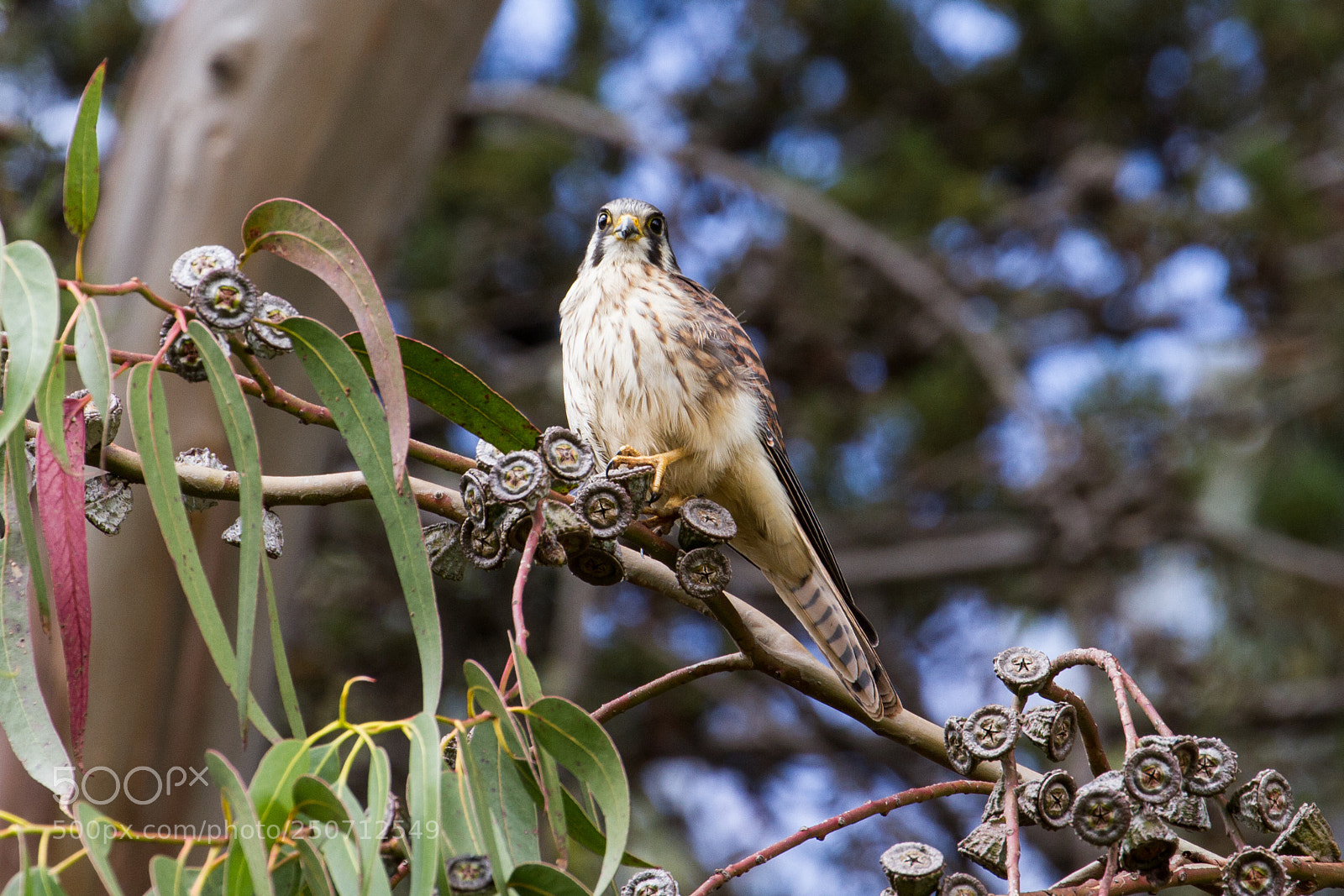 Canon EOS 7D sample photo. Cusco kestrel 2 photography