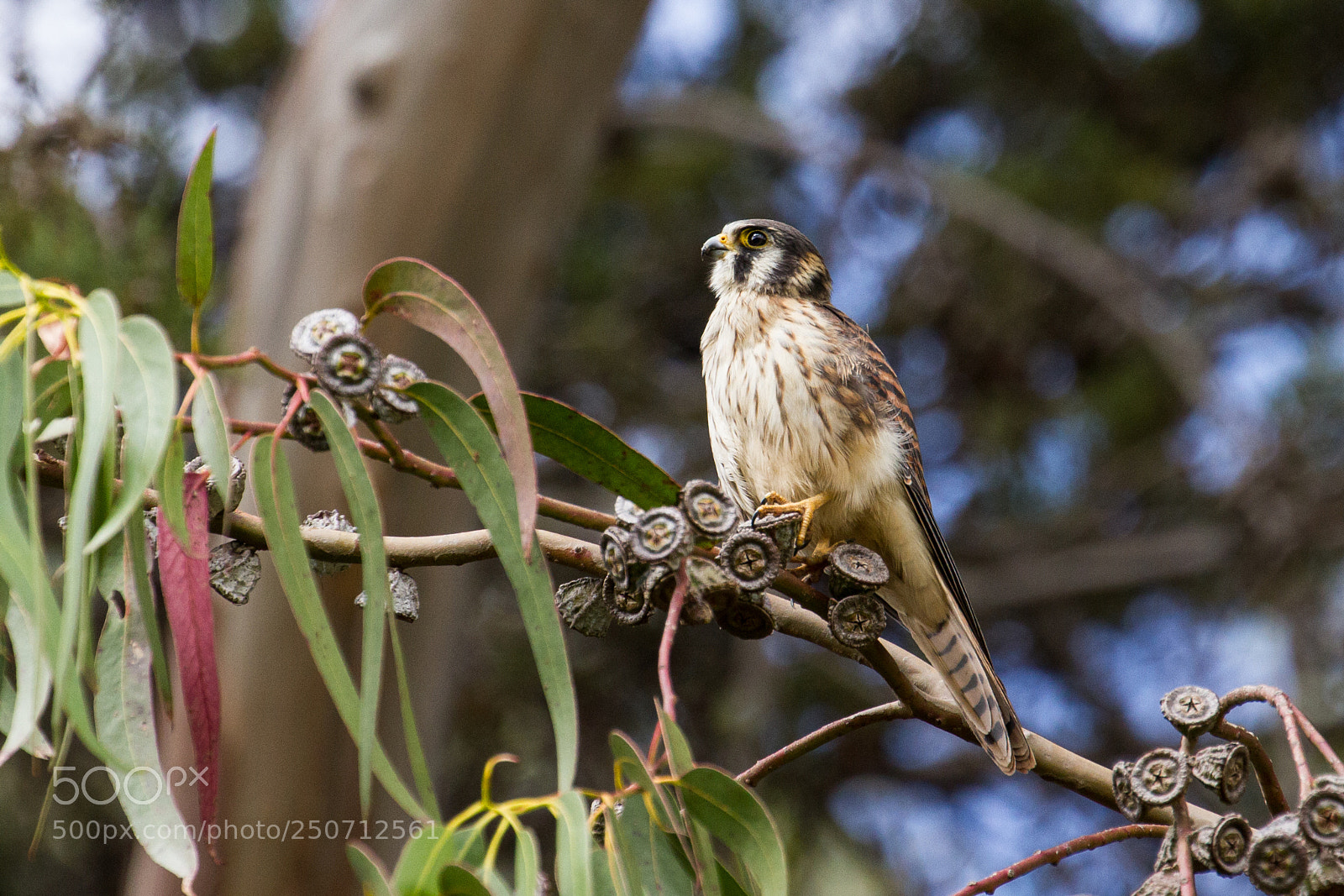 Canon EOS 7D sample photo. Cusco kestrel 3 photography