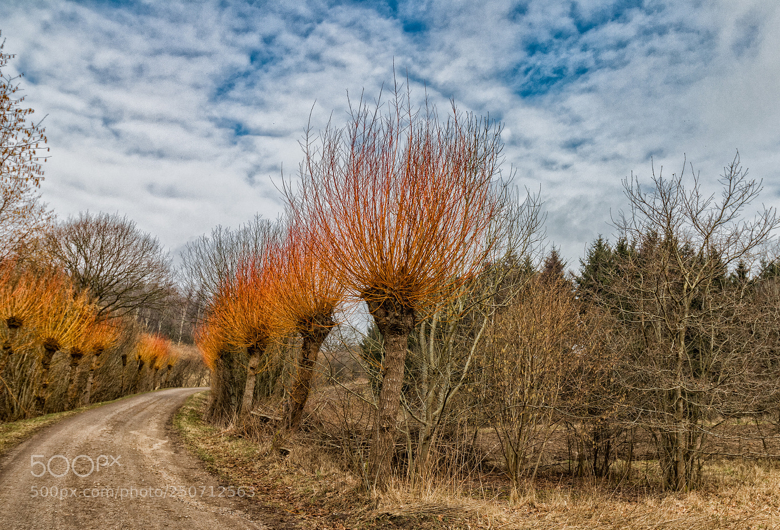 Canon EOS 77D (EOS 9000D / EOS 770D) sample photo. Red branched willow photography