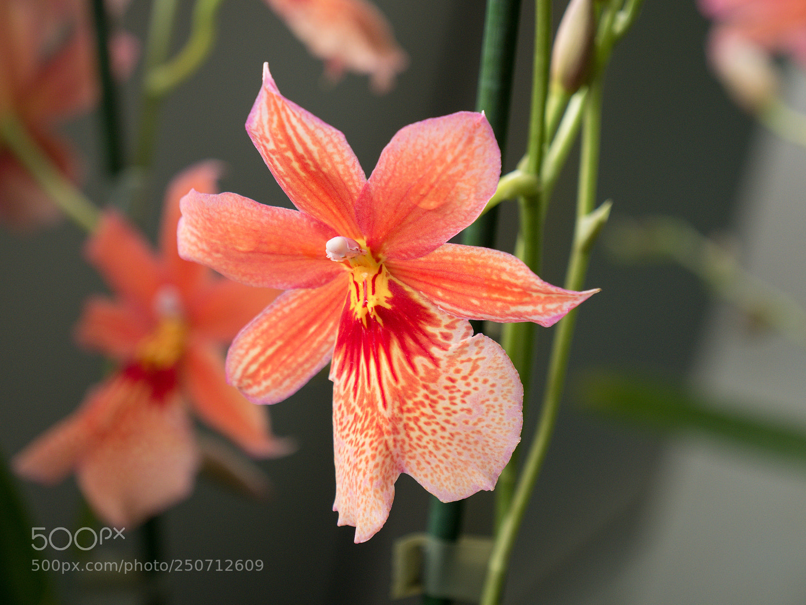 Panasonic Lumix DMC-GX7 sample photo. Fata morgana photography