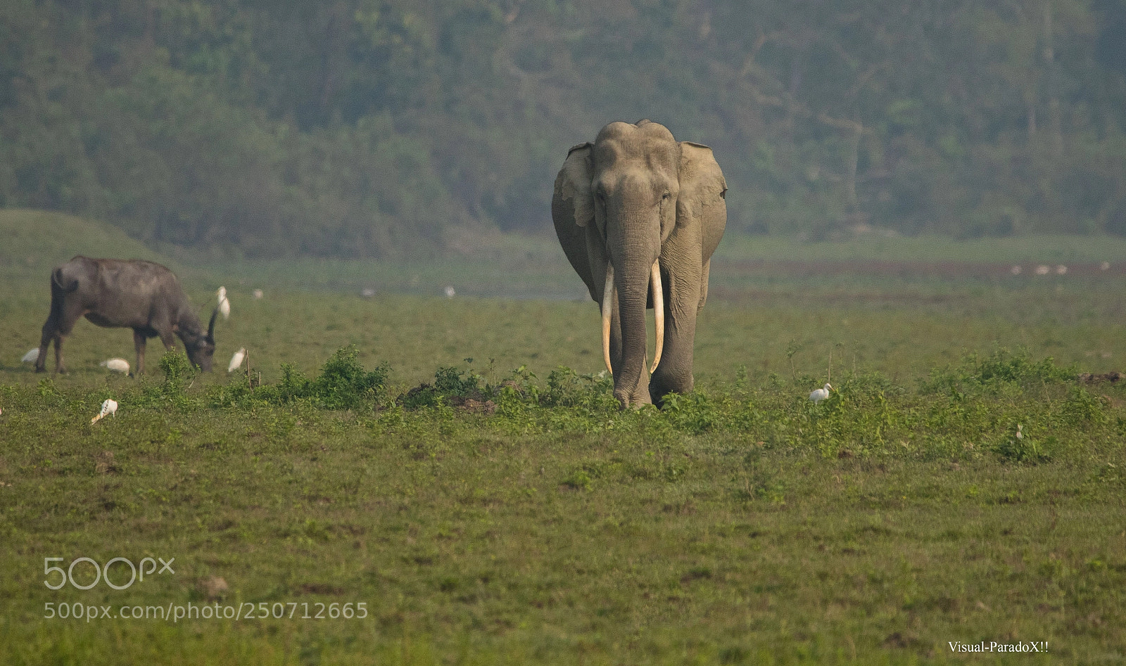 Canon EOS 7D Mark II sample photo. Tusker from the grasslands photography