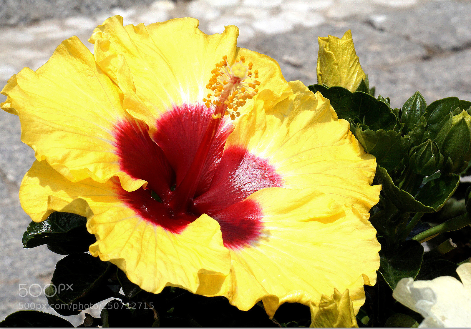 Sony a6000 sample photo. Pistils photography