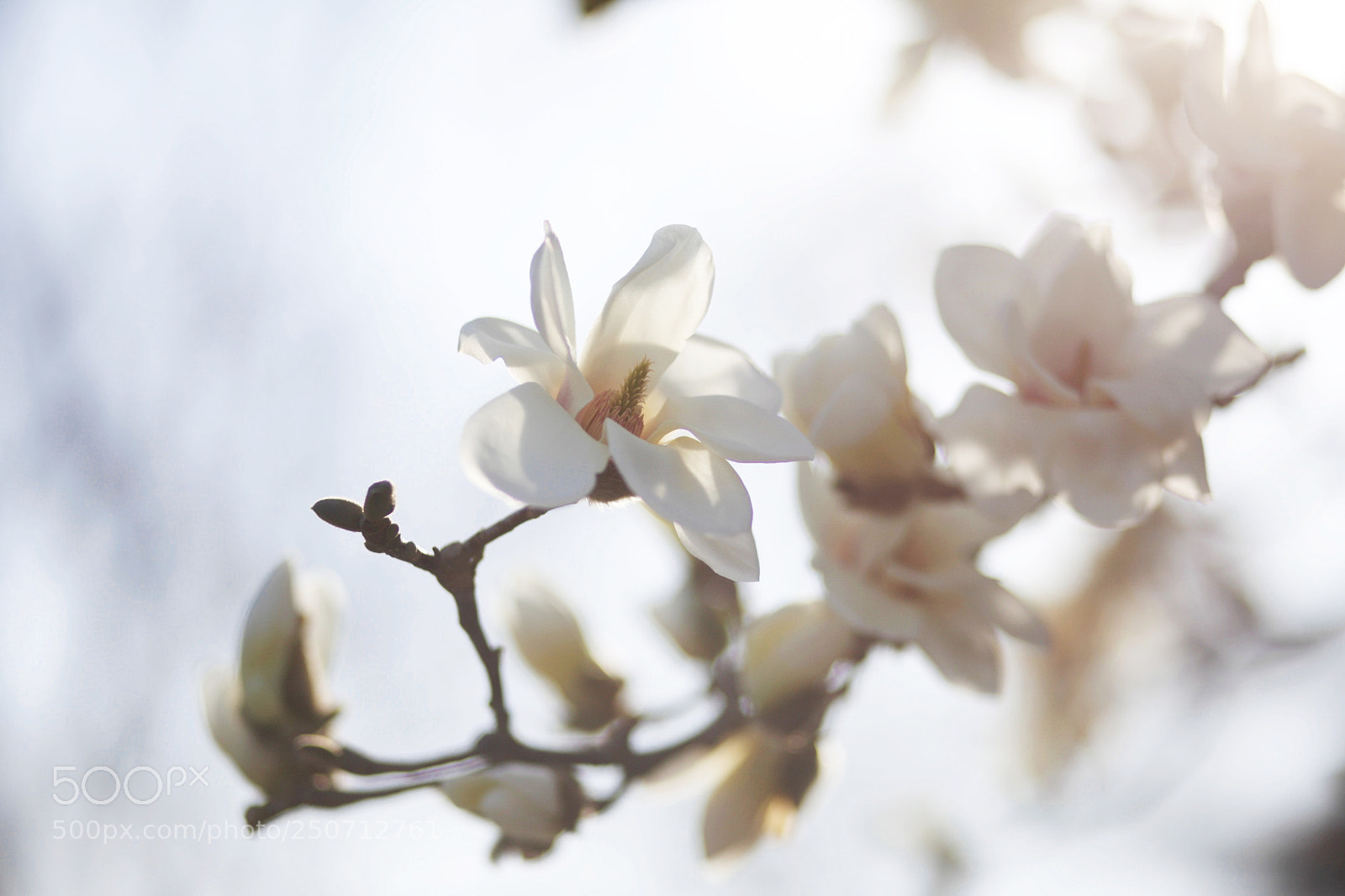 Canon EOS 5D Mark II sample photo. Yulan photography