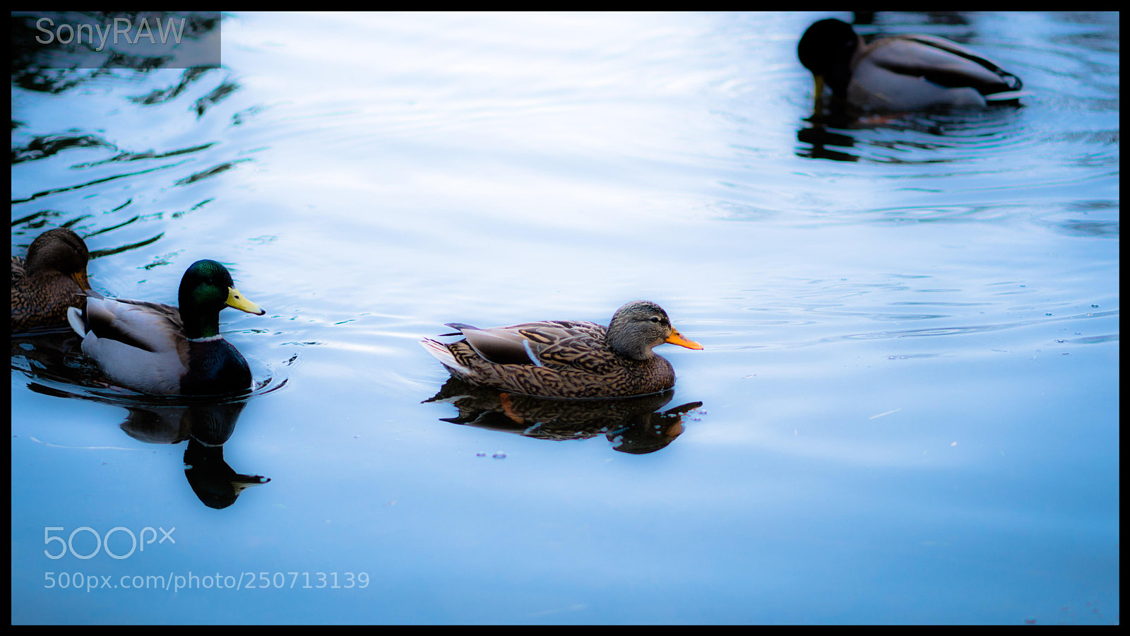 Sony a6500 sample photo. Ducks passing by the photography