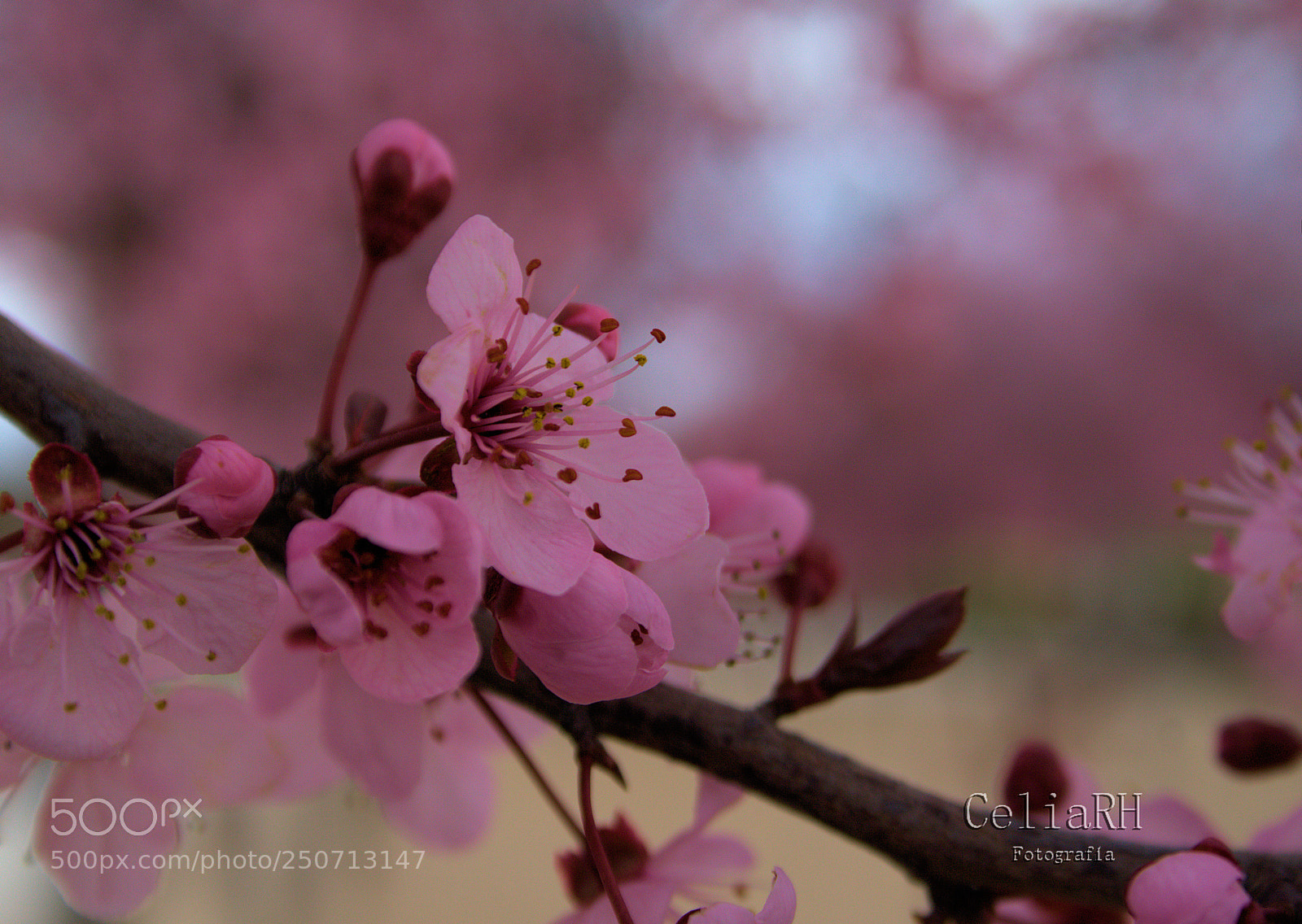 Canon EOS 1000D (EOS Digital Rebel XS / EOS Kiss F) sample photo. Almonds tree photography