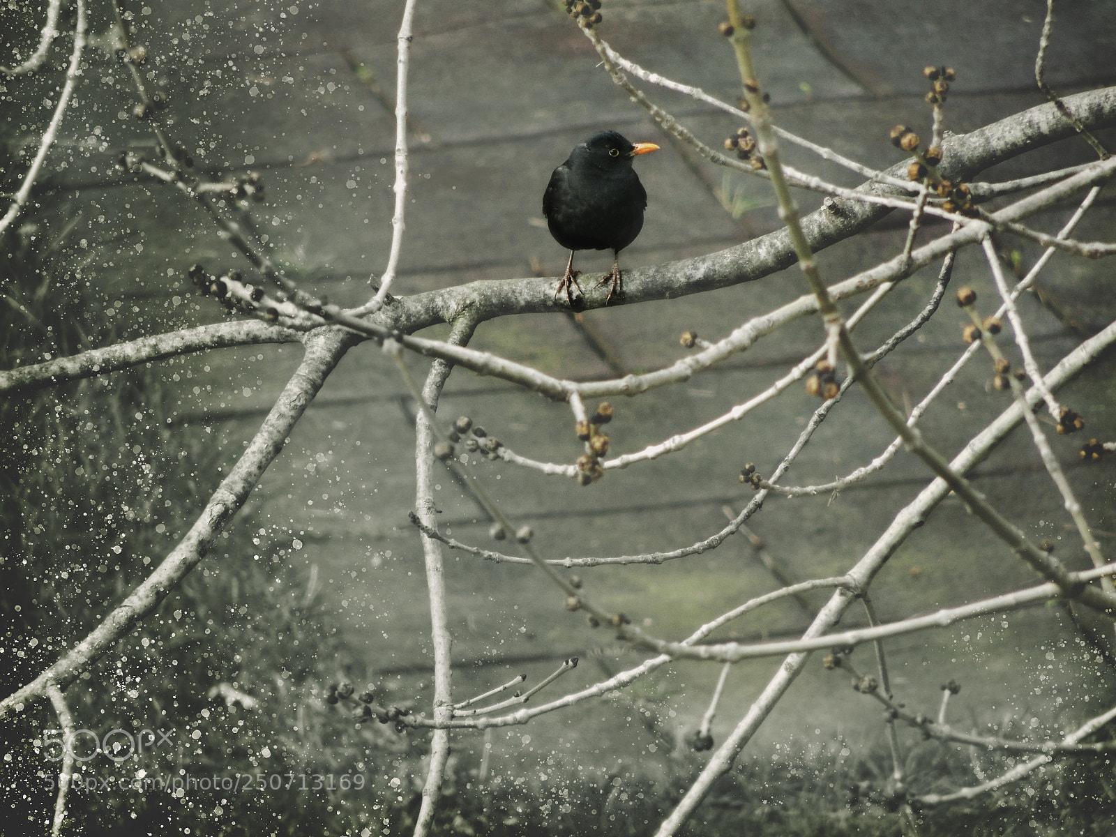 Nikon Coolpix P510 sample photo. Bird.jpg photography