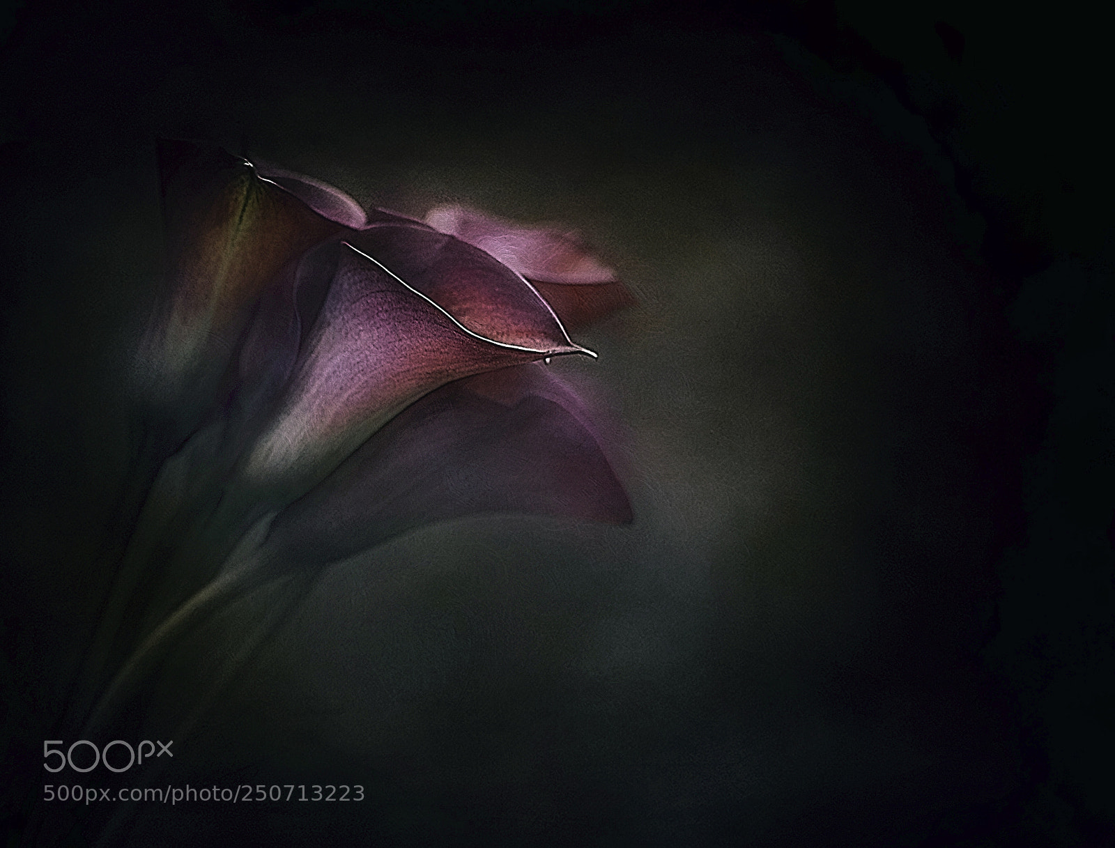 Canon EOS 5D Mark II sample photo. The mourners photography