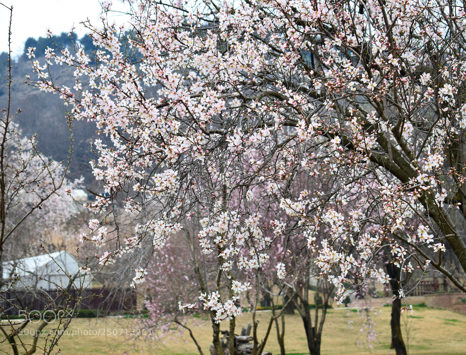 Nikon D3300 sample photo. An almond tree photography
