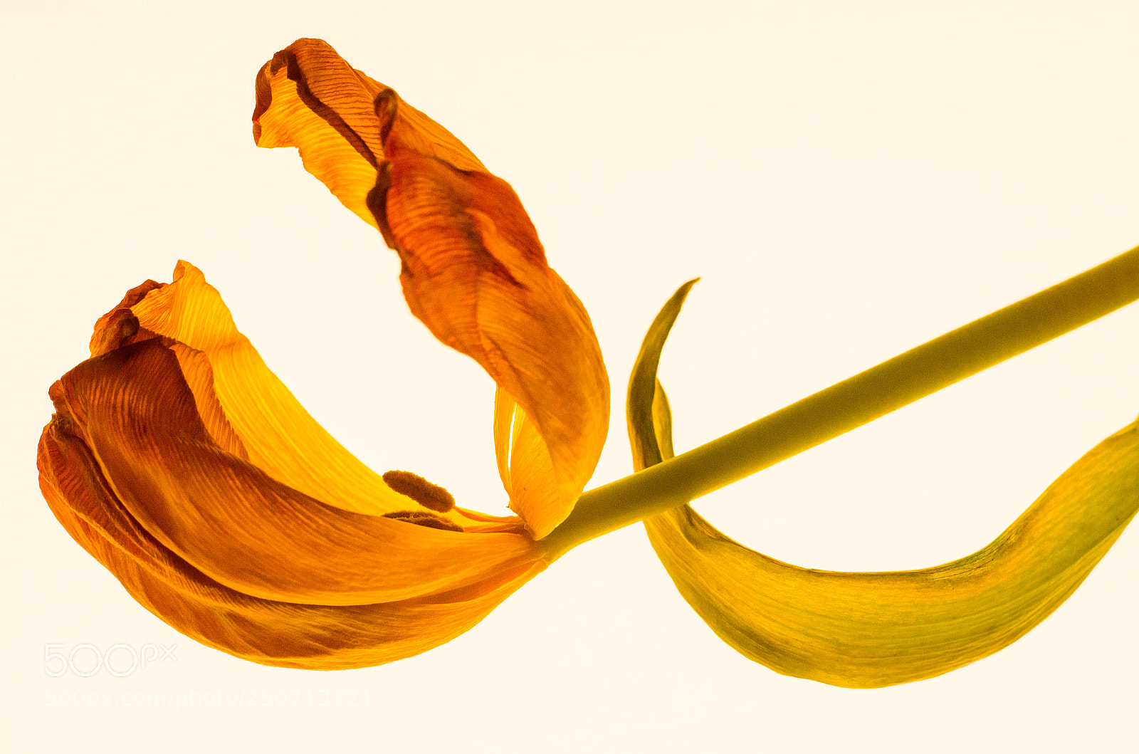 Nikon D7000 sample photo. Tulip photography
