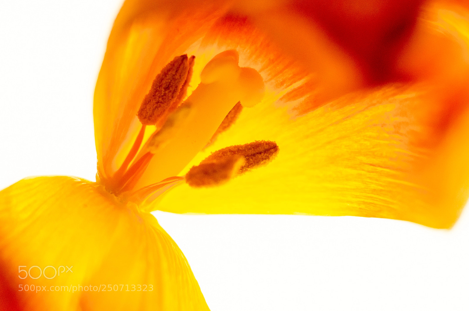 Nikon D7000 sample photo. Tulip photography