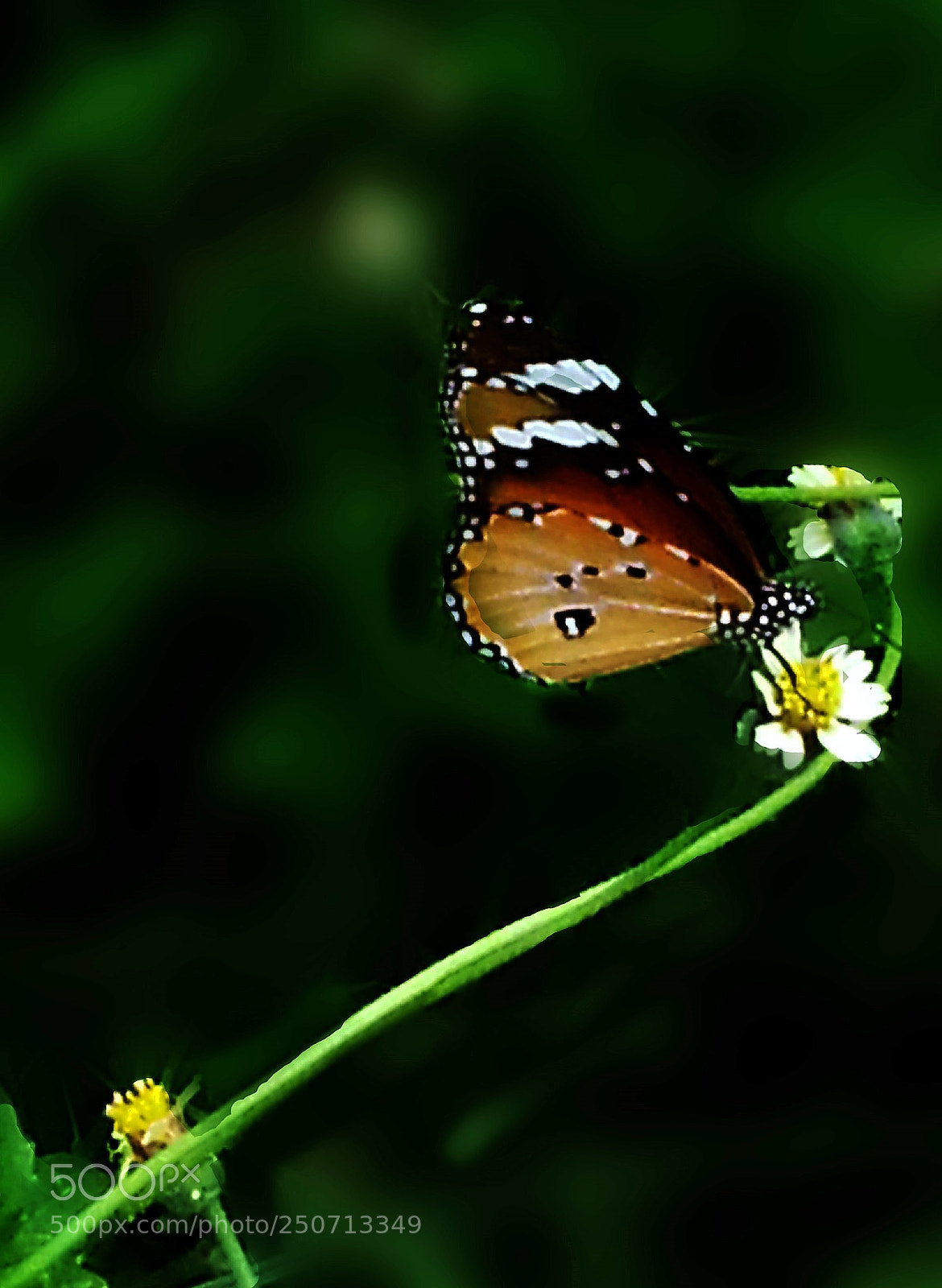 Samsung Galaxy S3 sample photo. "spring" balance!! photography