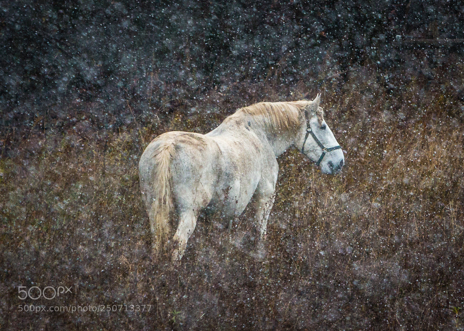 Canon EOS 70D sample photo. Horse in the snow #5 photography