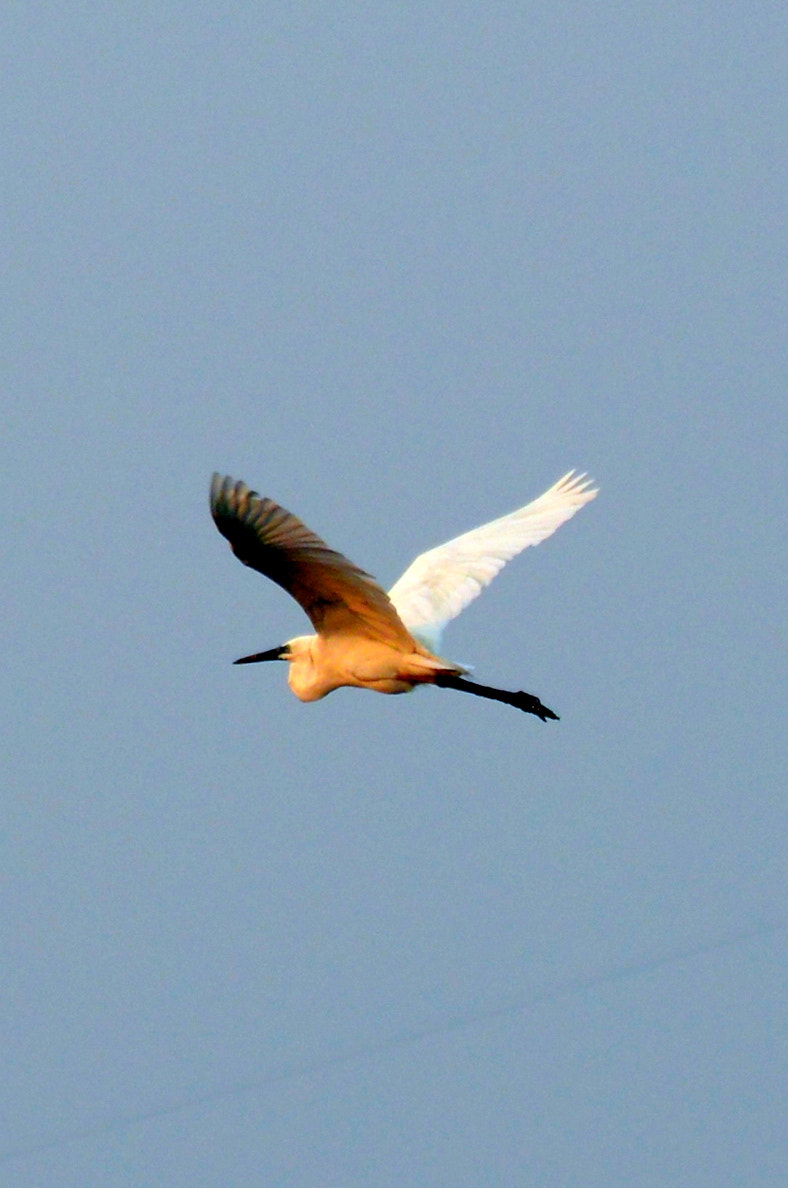 Nikon D5200 sample photo. Bird photography