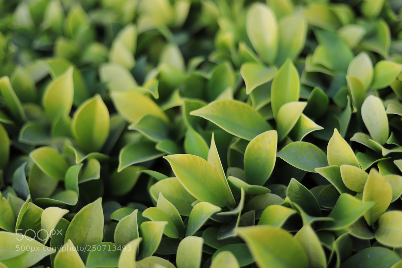 Canon EOS 6D Mark II sample photo. Untitled photography