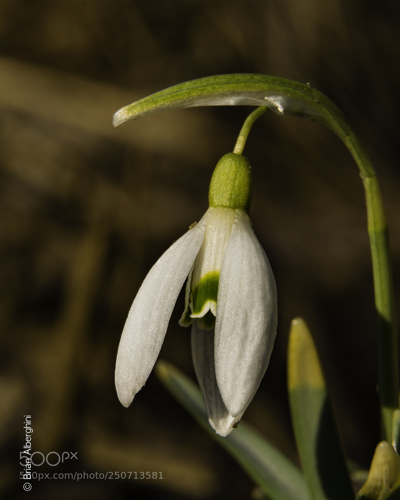 Nikon D7100 sample photo. Golden hour snowdrops  photography