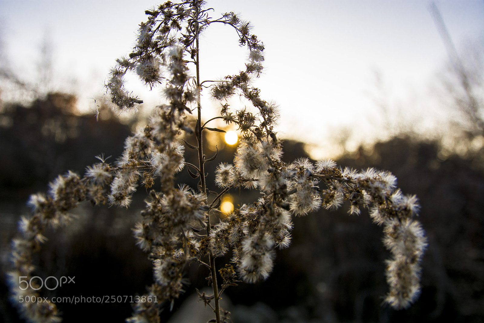 Nikon D7100 sample photo. Two suns photography