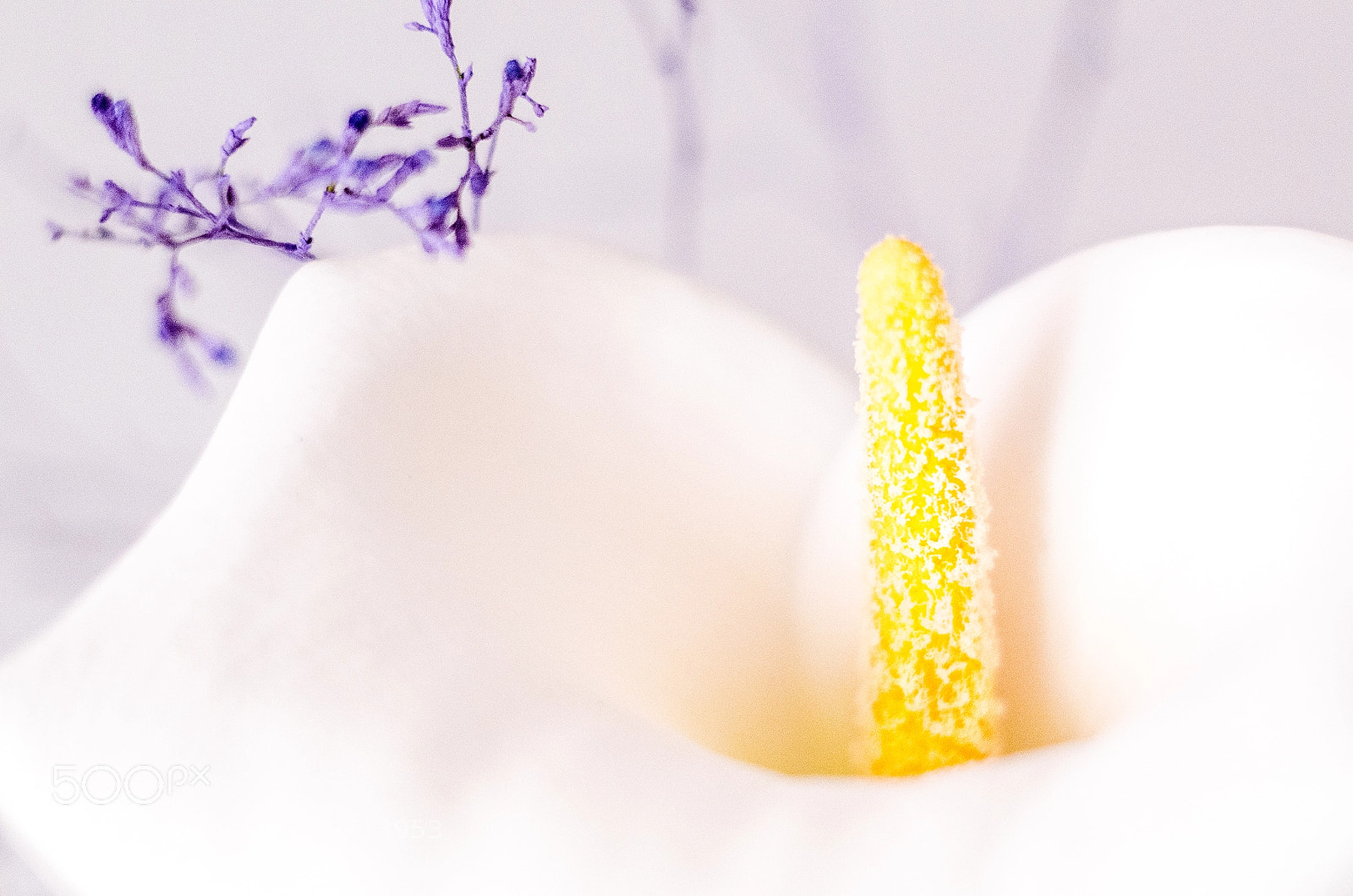 Nikon D7000 sample photo. Calla photography