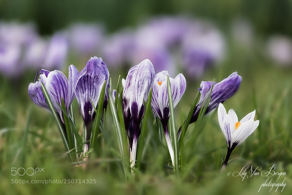 Nikon D810 sample photo. Purple crosuses photography
