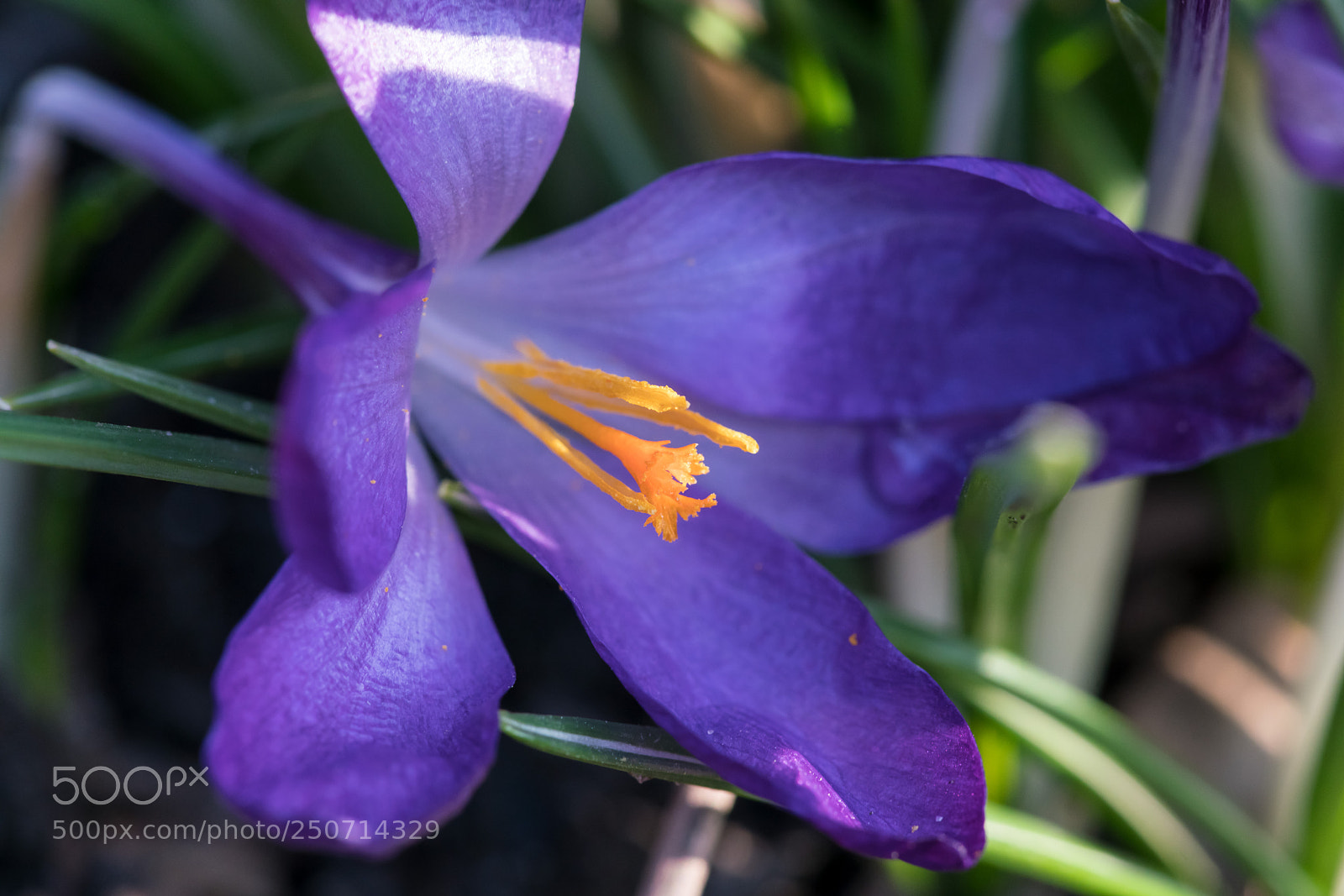 Sony a7R II sample photo. Spring photography