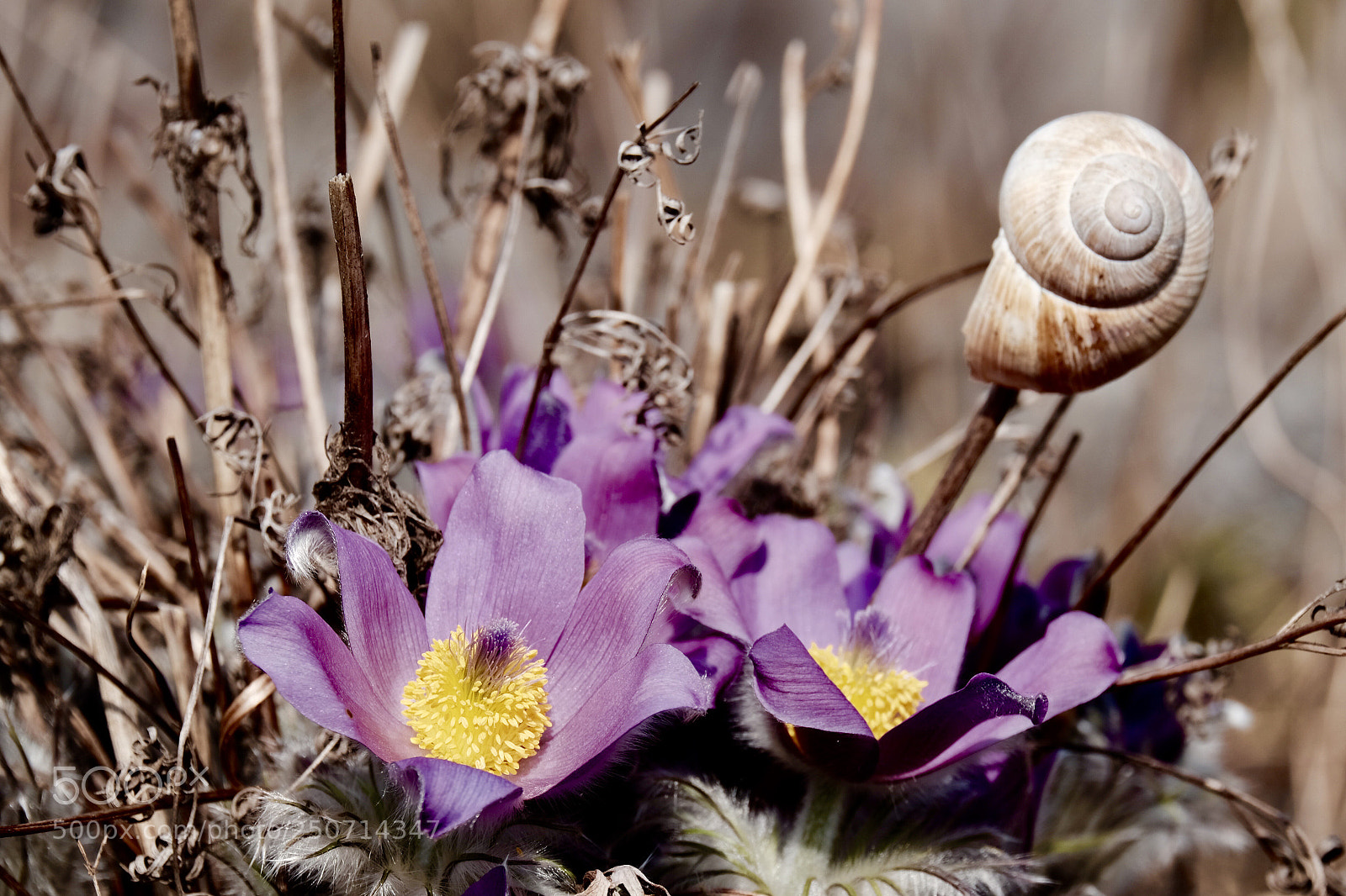 Fujifilm X-T1 sample photo. Kuhschellen  photography