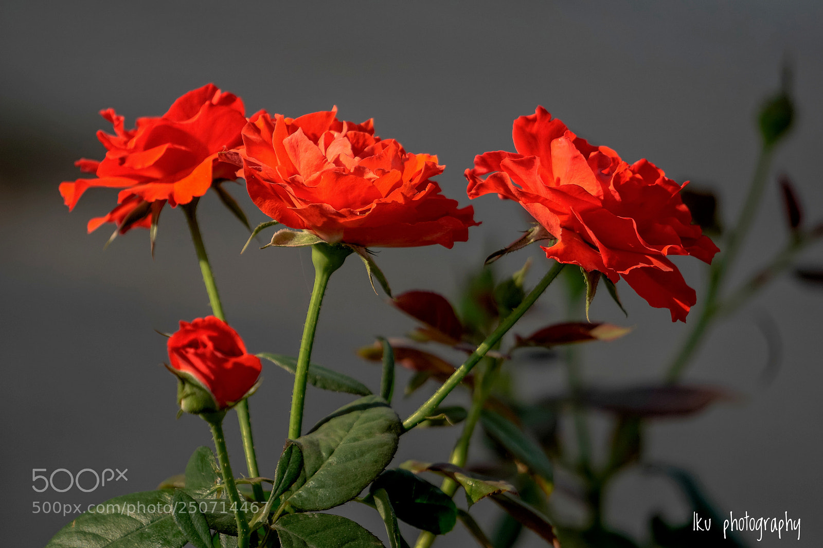 Sony a6000 sample photo. Roses photography