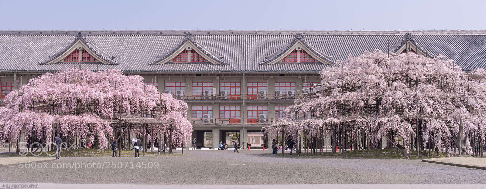 Nikon D810 sample photo. Shidare-sakura photography
