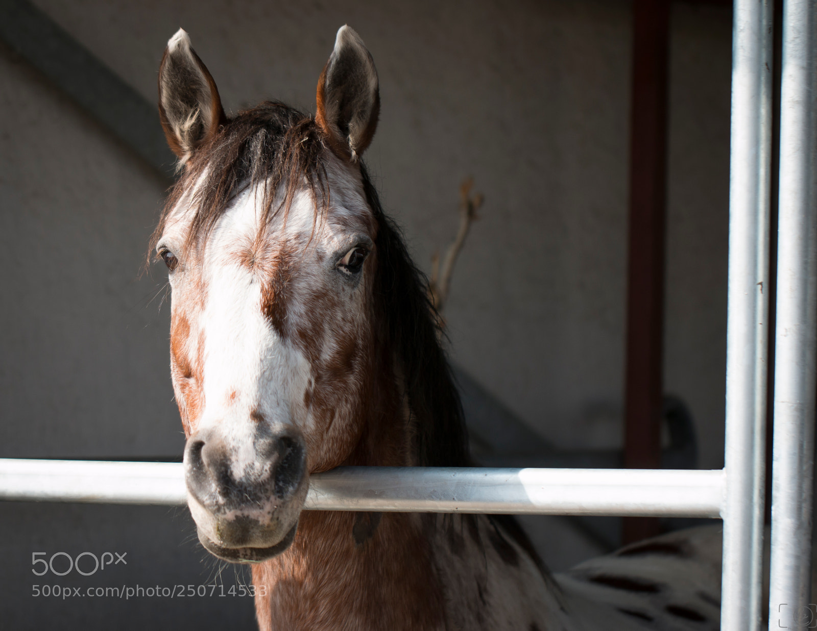 Canon EOS 70D sample photo. Check-it photography