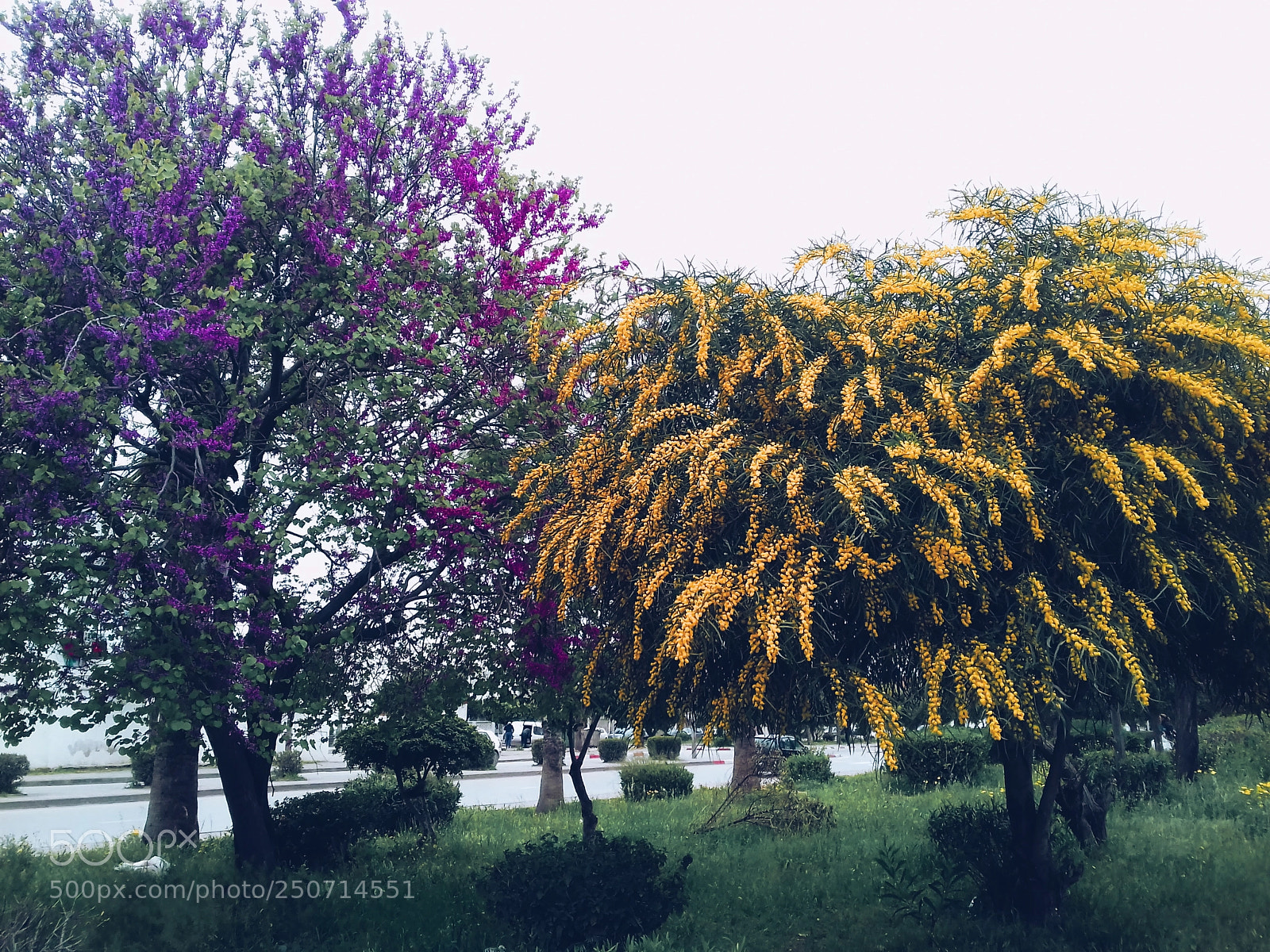 Samsung Galaxy J3(2016) sample photo. Colored trees photography