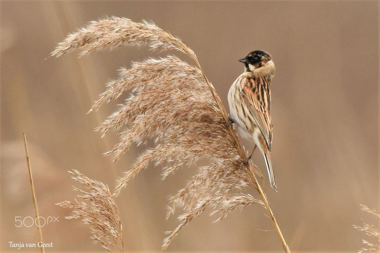 Nikon D5500 + Sigma 150-600mm F5-6.3 DG OS HSM | C sample photo. Reed bunting on a reed plume photography