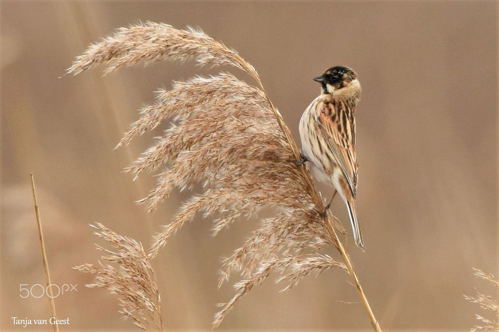 Sigma 150-600mm F5-6.3 DG OS HSM | C sample photo. Reed bunting on a reed plume photography