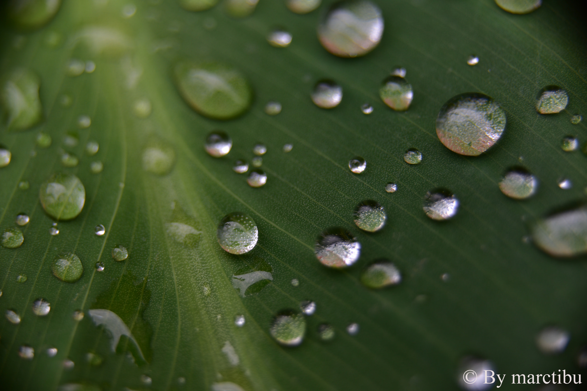 Nikon D750 sample photo. Awesome water drops bolivia 2017 photography