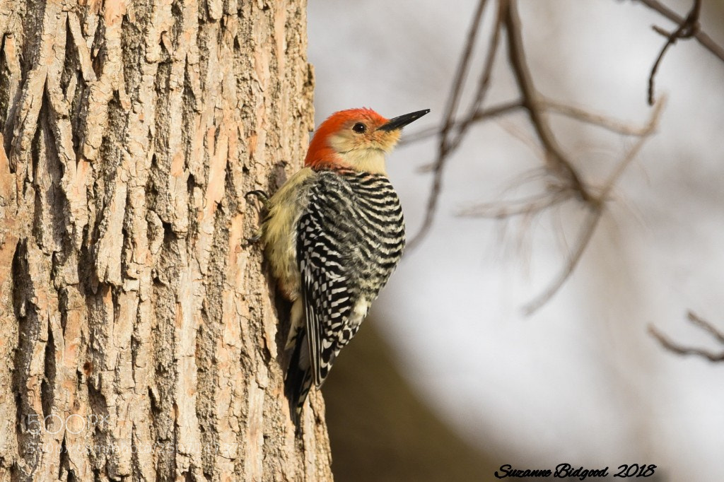 Nikon D750 sample photo. Red bellied woodpecker photography