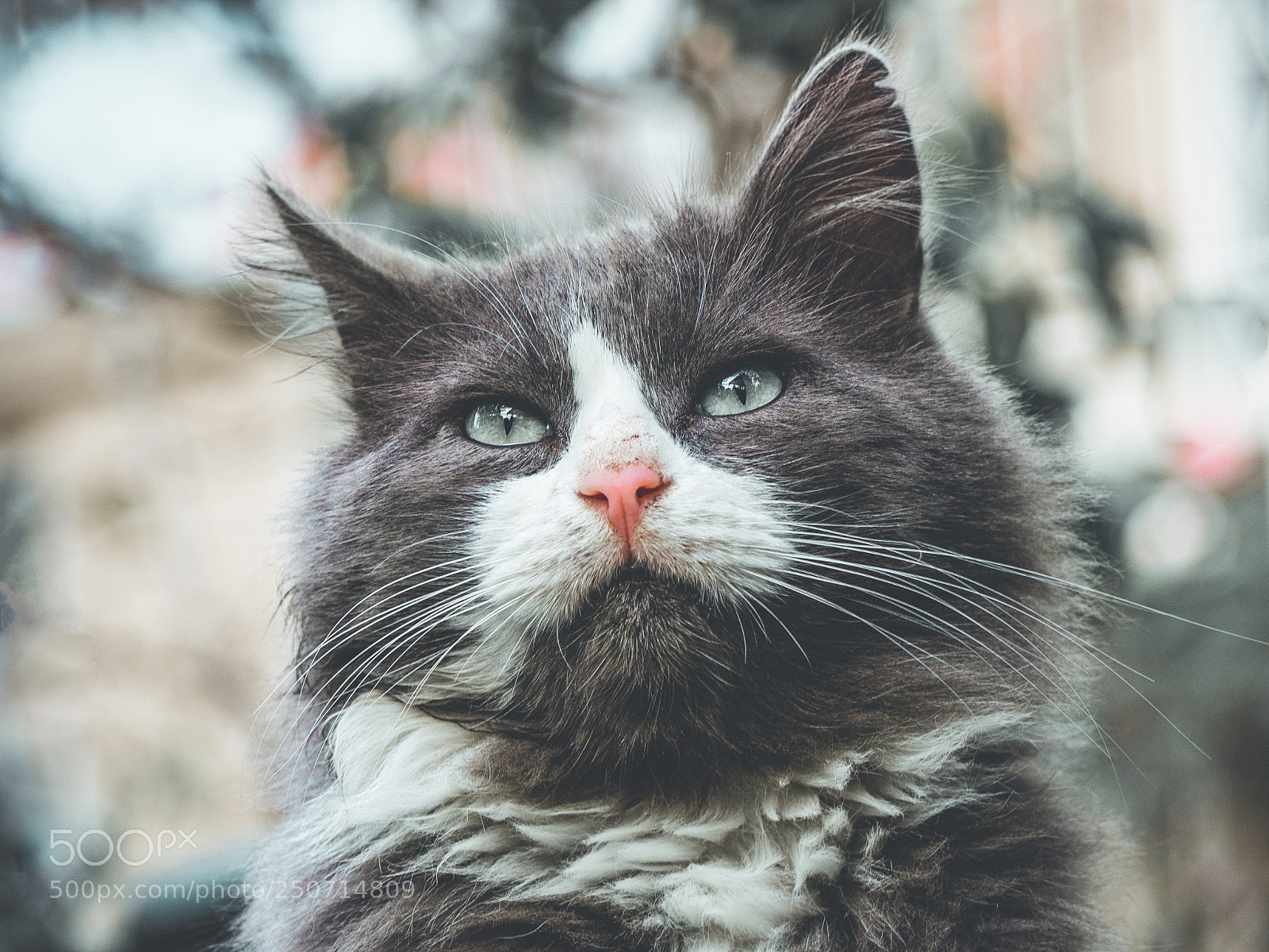 Olympus OM-D E-M5 sample photo. Cat photography