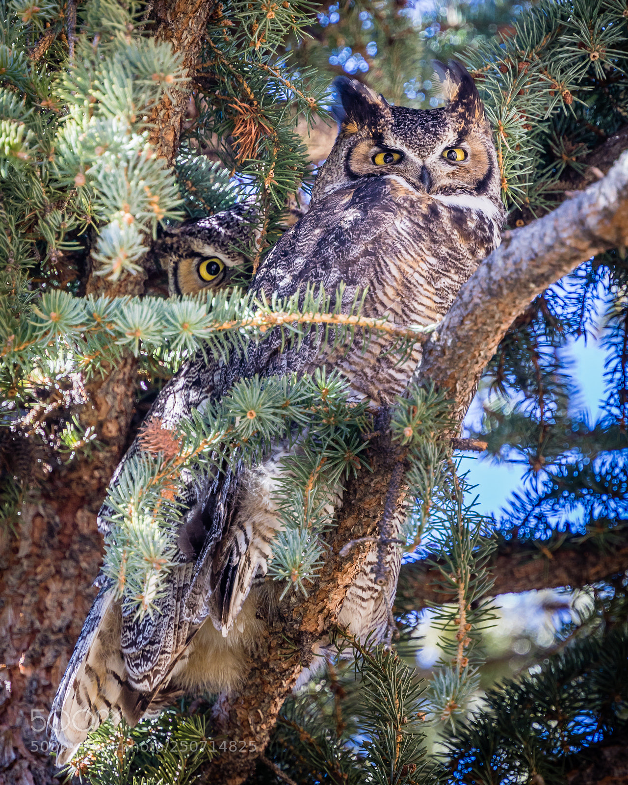 Canon EOS 5D Mark IV sample photo. Owl pair photography