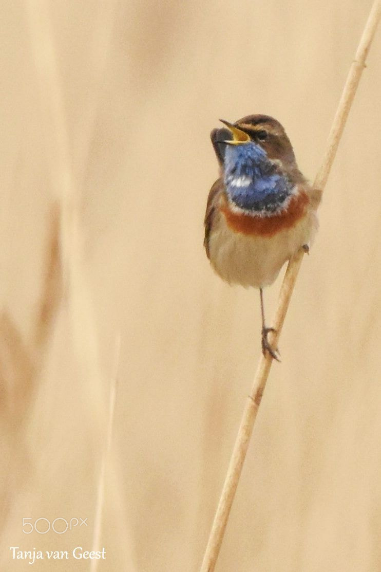 Sigma 150-600mm F5-6.3 DG OS HSM | C sample photo. Singing bluethroat photography
