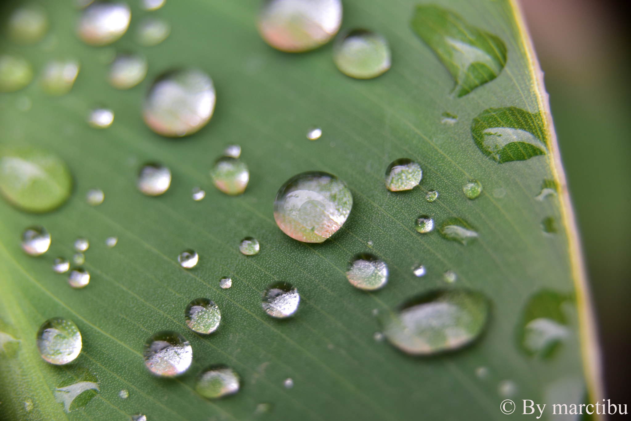 Nikon D750 sample photo. Awesome water drops bolivia 2017 photography