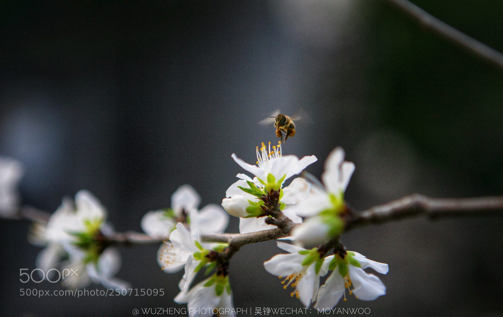 Canon EOS-1Ds Mark II sample photo. Untitled photography