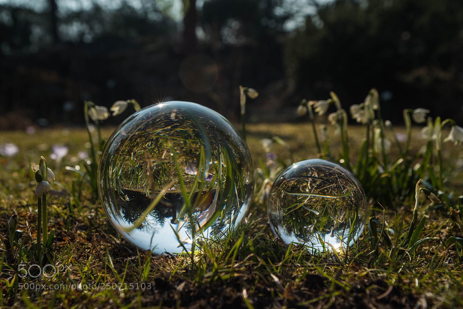Pentax K-1 sample photo. Double glass ball-snowdrop photography