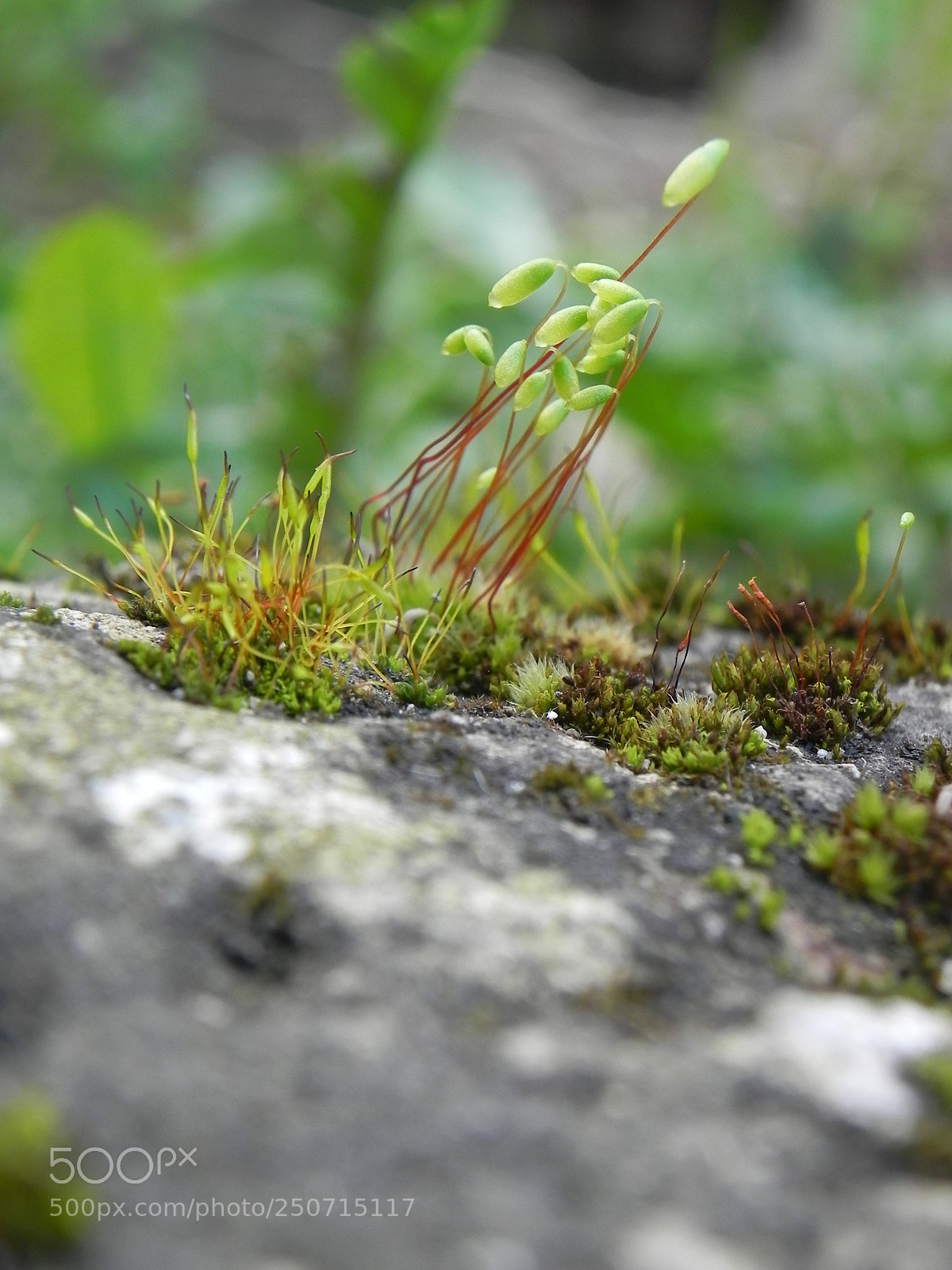 Nikon Coolpix P100 sample photo. Green stone photography