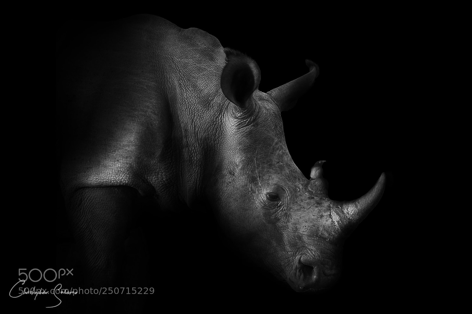 Canon EOS 7D sample photo. Low key rhino in photography