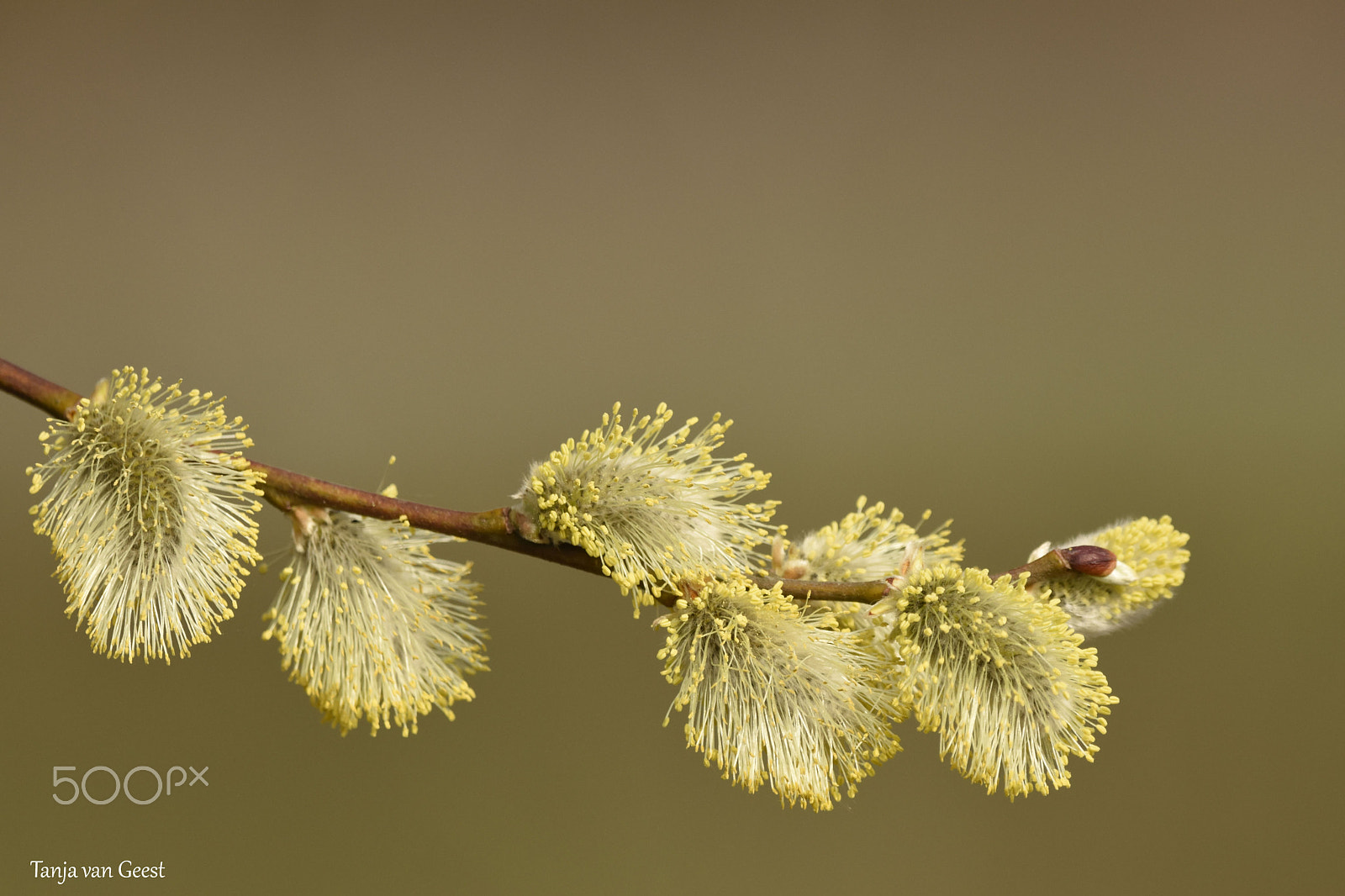 Sigma 150-600mm F5-6.3 DG OS HSM | C sample photo. Spring photography