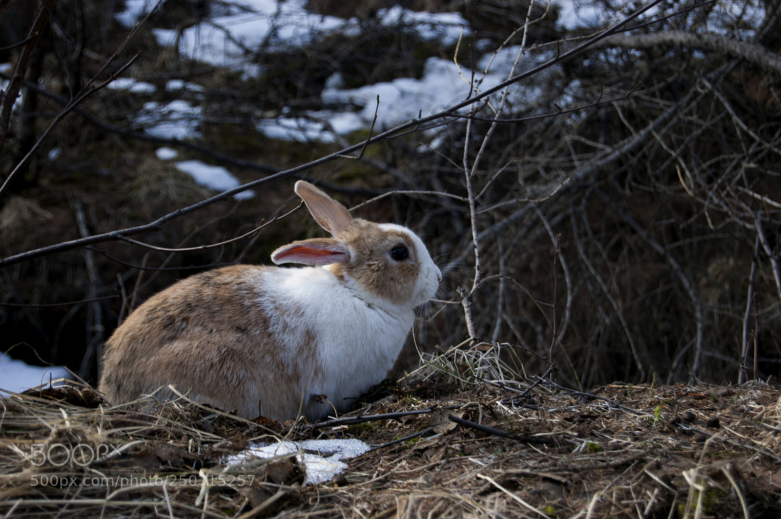 Nikon D40 sample photo. Wildlife in iceland photography