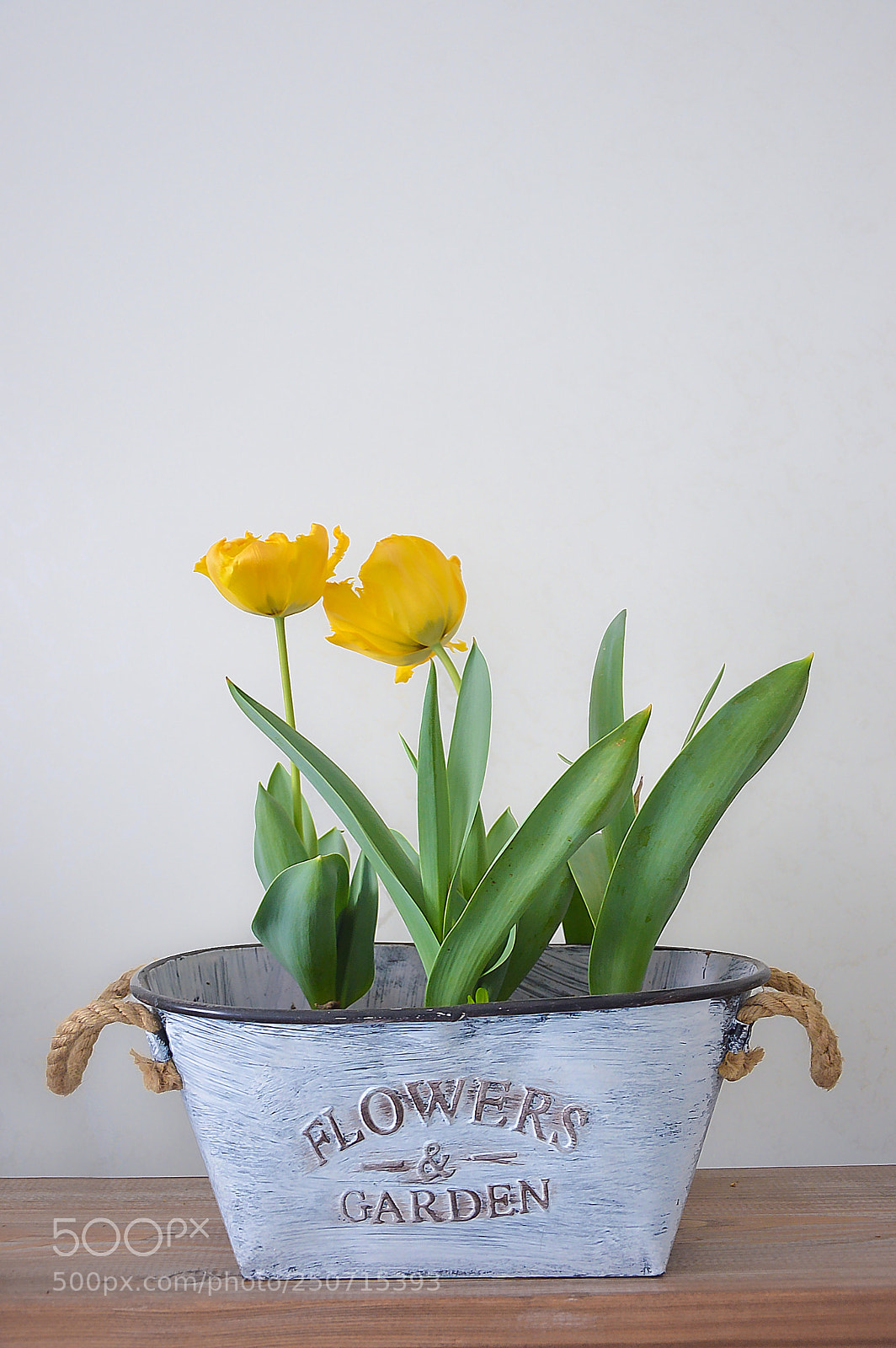 Nikon D3200 sample photo. Tulip photography