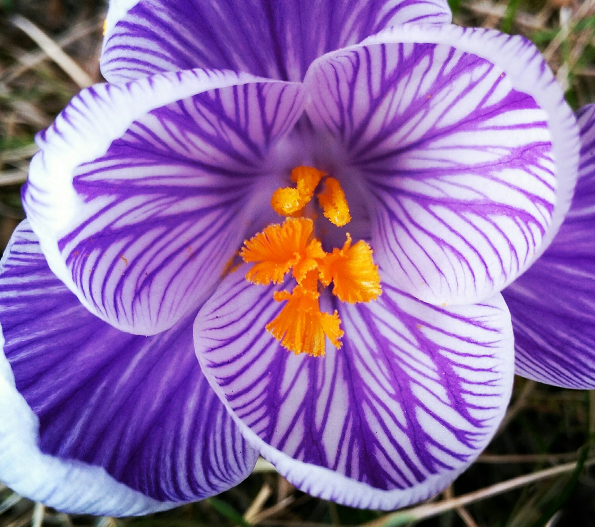 HUAWEI Honor 5X sample photo. Untitled photography
