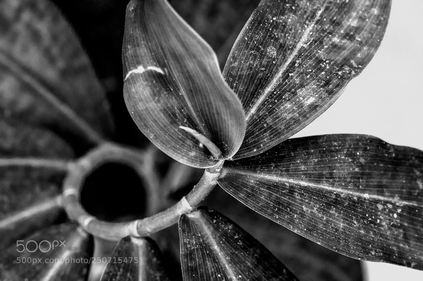 Nikon D500 sample photo. Nature in black photography