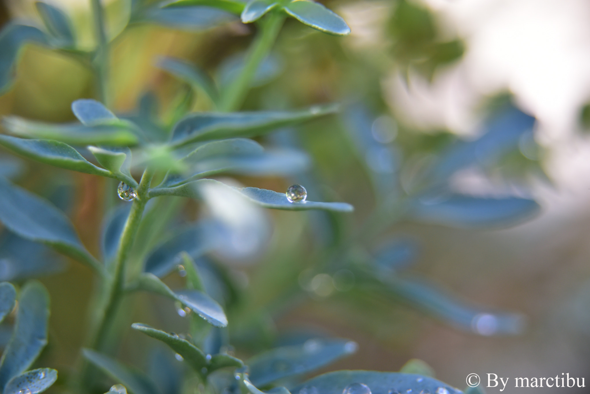 Nikon D750 sample photo. Awesome water drops bolivia 2017 photography